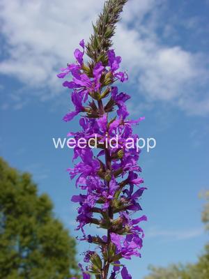 loosestrife, purple