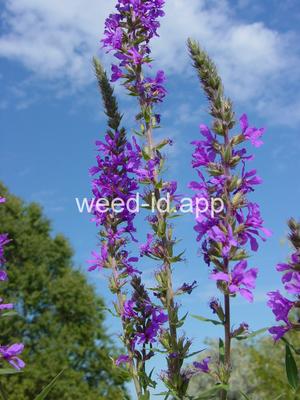 loosestrife, purple