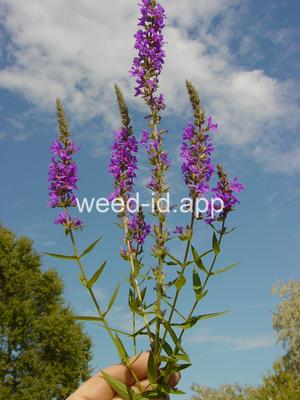 loosestrife, purple