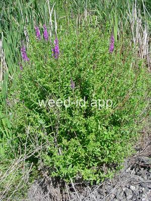 loosestrife, purple