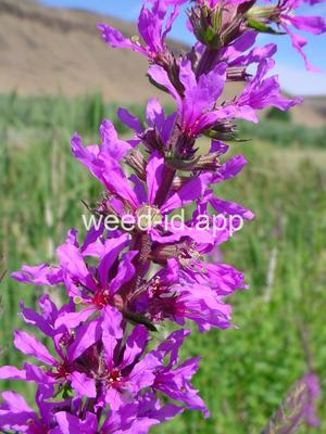 loosestrife, purple
