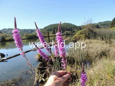loosestrife, purple