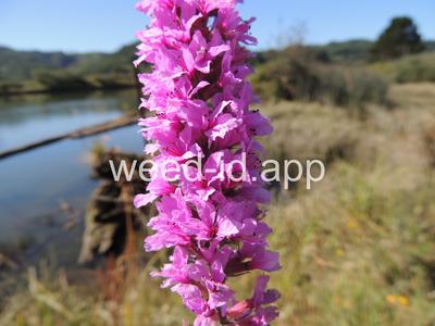 loosestrife, purple