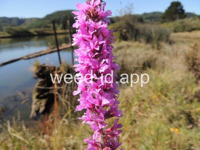 loosestrife, purple