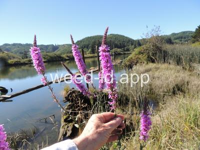 loosestrife, purple