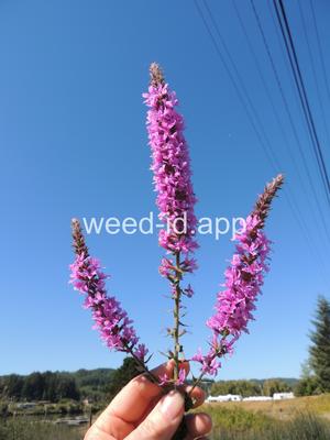 loosestrife, purple