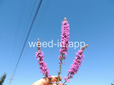 loosestrife, purple