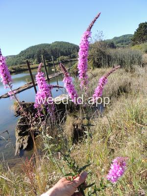loosestrife, purple