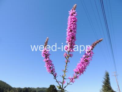 loosestrife, purple
