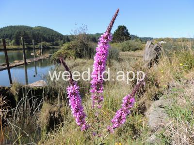 loosestrife, purple
