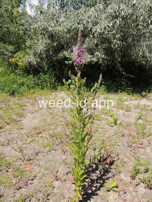 loosestrife, purple