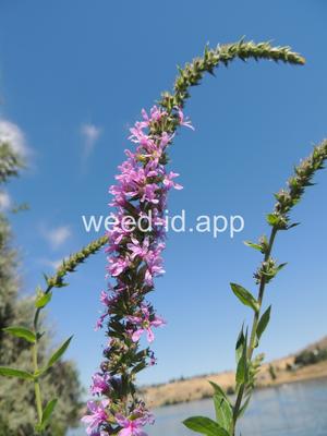 loosestrife, purple