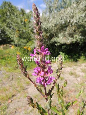 loosestrife, purple