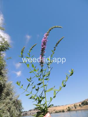 loosestrife, purple