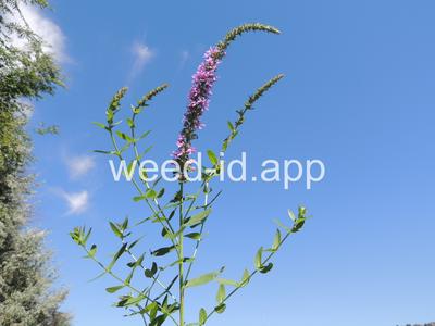 loosestrife, purple