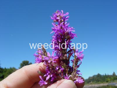 loosestrife, purple