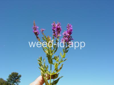 loosestrife, purple