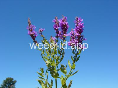 loosestrife, purple