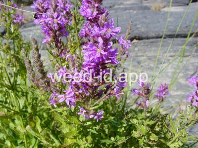 loosestrife, purple