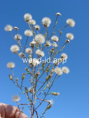 Machaeranthera canescens