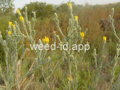 Machaeranthera pinnatifida
