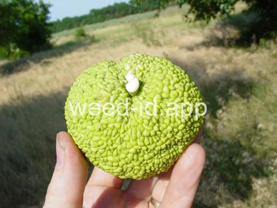 Osage-orange