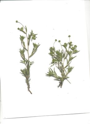 Madia exigua