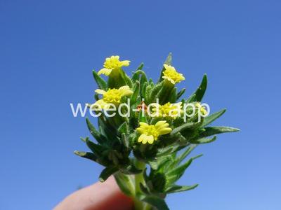 tarweed, cluster