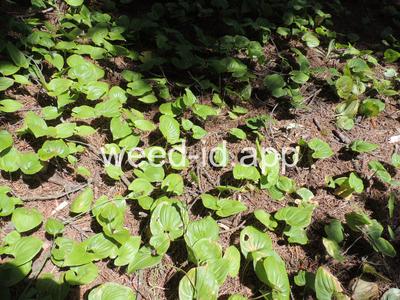 Maianthemum dilatatum