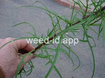 desert-dandelion, cliff