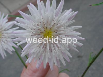 desert-dandelion, cliff