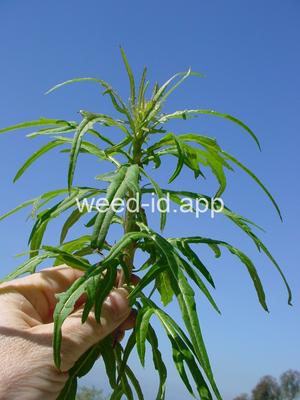 desert-dandelion, cliff