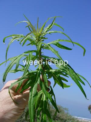 desert-dandelion, cliff