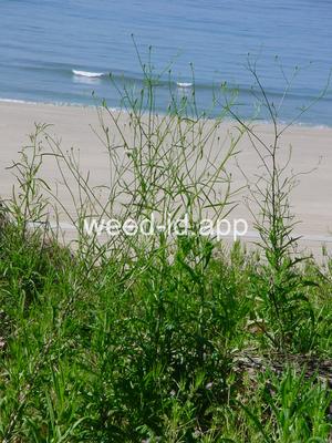 desert-dandelion, cliff