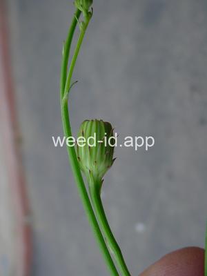 desert-dandelion, cliff