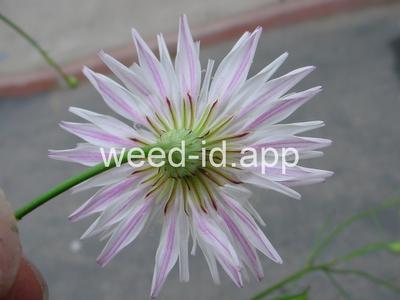 desert-dandelion, cliff