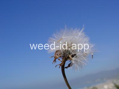 desert-dandelion, cliff