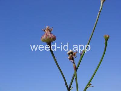 desert-dandelion, cliff