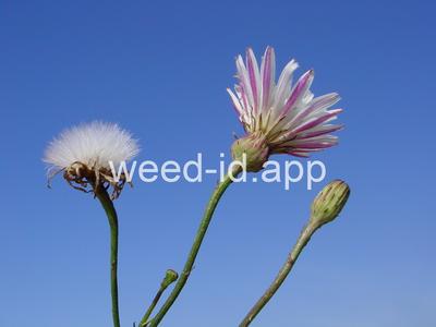 desert-dandelion, cliff
