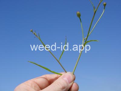 desert-dandelion, cliff