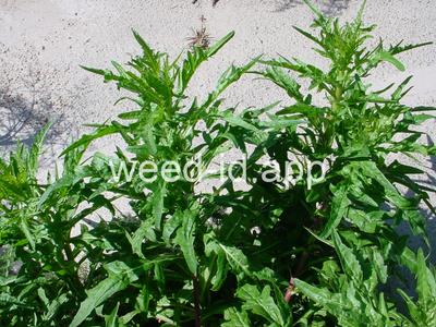 desert-dandelion, cliff