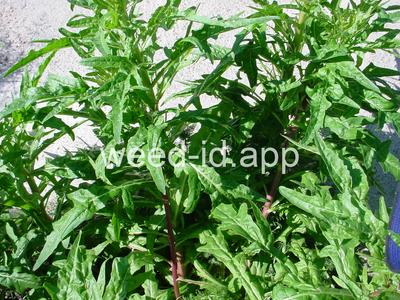 desert-dandelion, cliff