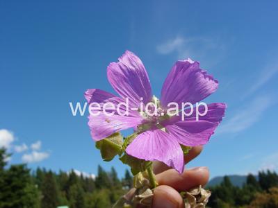 Malva alcea