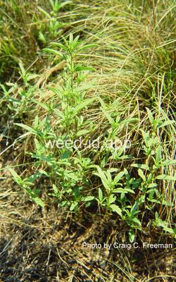 false-mallow, hispid