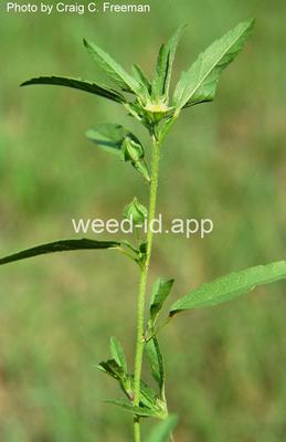 false-mallow, hispid