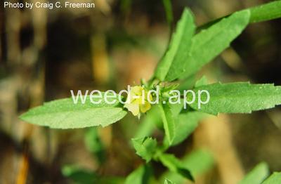 false-mallow, hispid