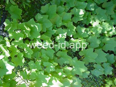 wild cucumber, western