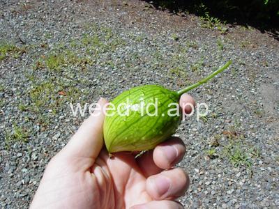 wild cucumber, western