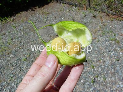 wild cucumber, western