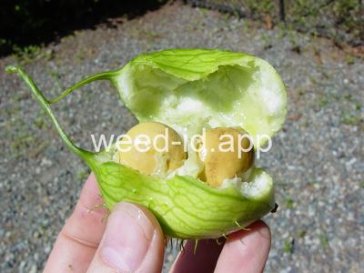 wild cucumber, western